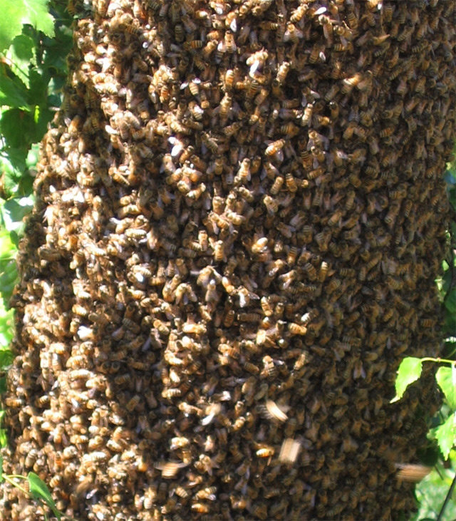 Swarm Detection & Bee Scales